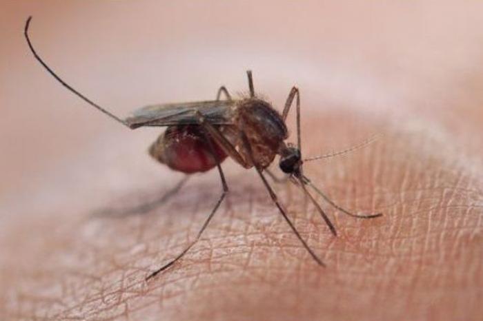 lutte contre le paludisme
